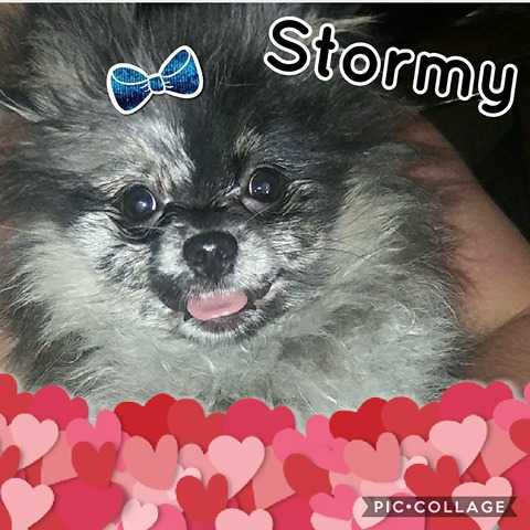 Dolce Vita's Stormy | Pomeranian 