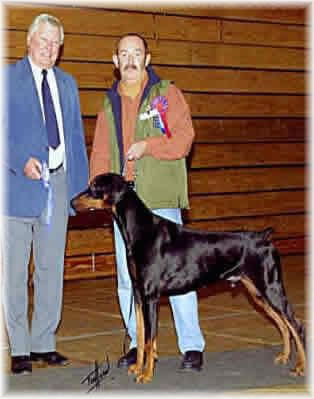 Bosskat Bewitching | Black Doberman Pinscher