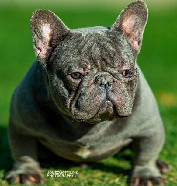 Los Bulldogs Duke | French Bulldog 