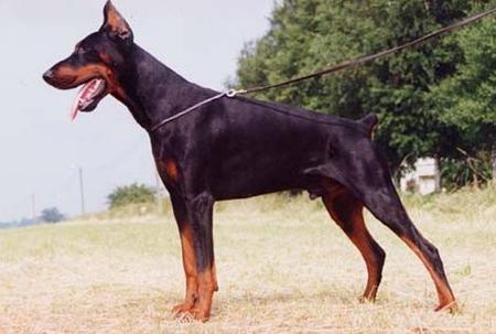 Qintilius de L'abbaye de Sable | Black Doberman Pinscher