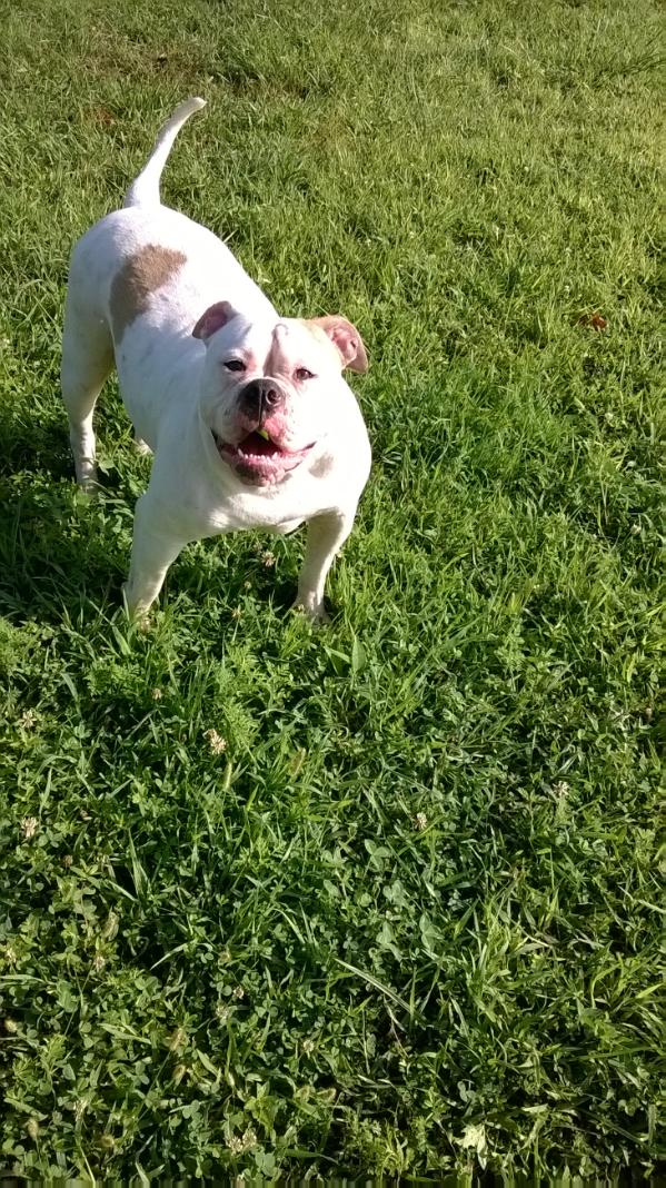 Daisy Duke Davis | American Bulldog 