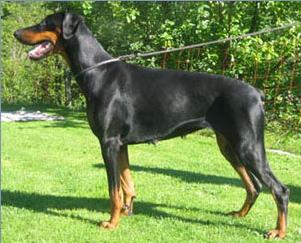 Bailey v. Bergblick | Black Doberman Pinscher