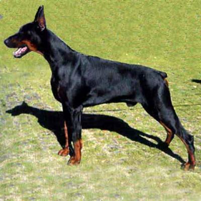 Yago Harmonic v. Rainbow | Black Doberman Pinscher