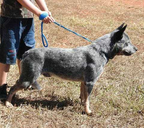 SIMBA &amp; CAMILLY OF HEELER SELIVON | Australian Cattle Dog 