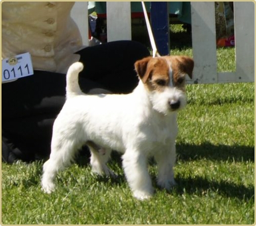 Kanix Fast Track | Jack Russell Terrier 