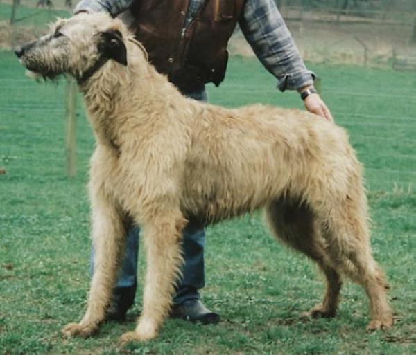 Dogwood von der Oelmühle | Irish Wolfhound 