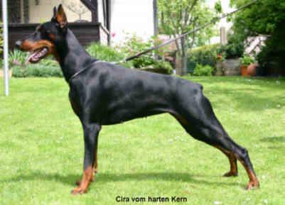 Cira v. Harten Kern | Black Doberman Pinscher