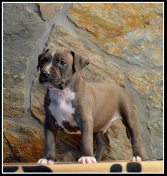 BRYCE Depeche Canis | American Staffordshire Terrier 