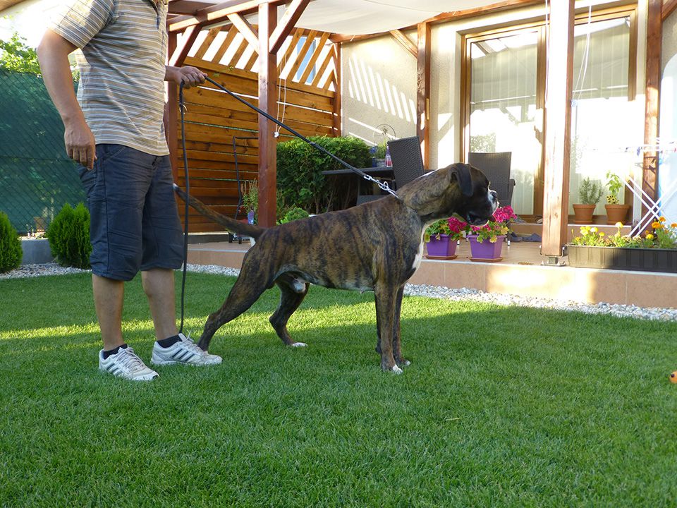 UMAMBEL FENDER EDDA | Boxer 