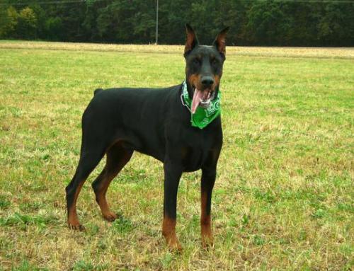 Fin v. Harten Kern | Black Doberman Pinscher