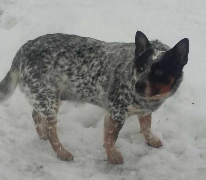 McCullagh's Don Quixote | Australian Cattle Dog 