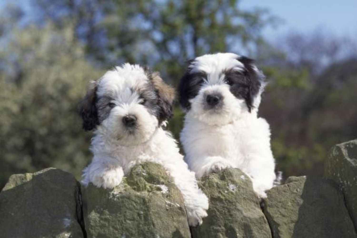 Polish Lowland Sheepdog
