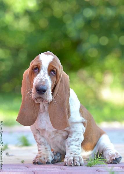 Lily Crown Adrian | Basset Hound 