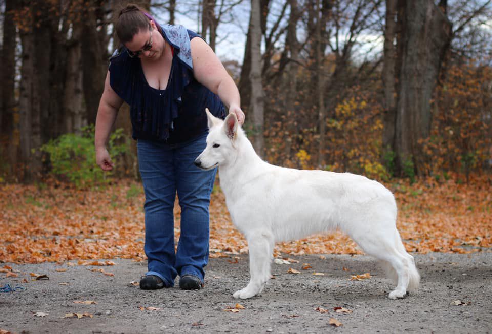 Starfyre Ain't She Amazing | White Swiss Shepherd Dog 