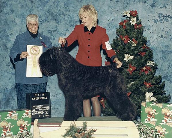 Trust-Dusty v.d. Vanenblikhoeve | Bouvier des Flandres 