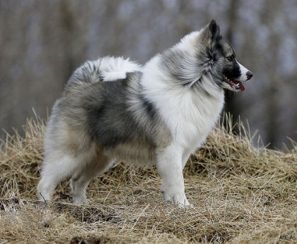 Gerplu Glæsir | Icelandic Sheepdog 
