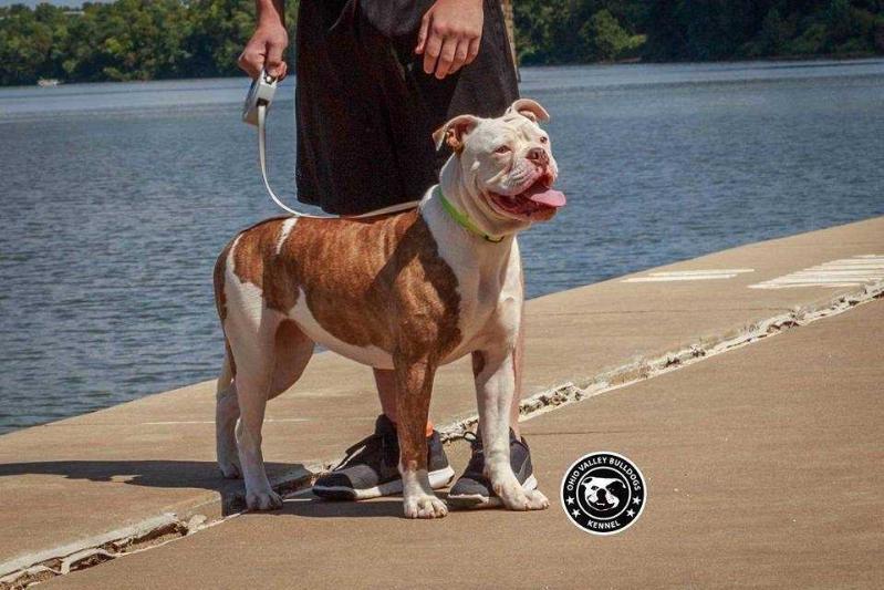 OVB’s Kadee | American Bulldog 