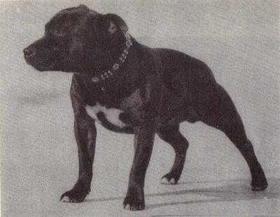 Cradbury Lord Vow | Staffordshire Bull Terrier 