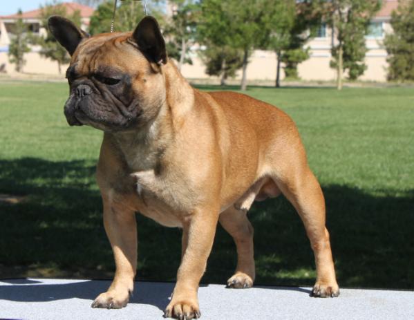 Cedarbar's Sweet as Honey | French Bulldog 