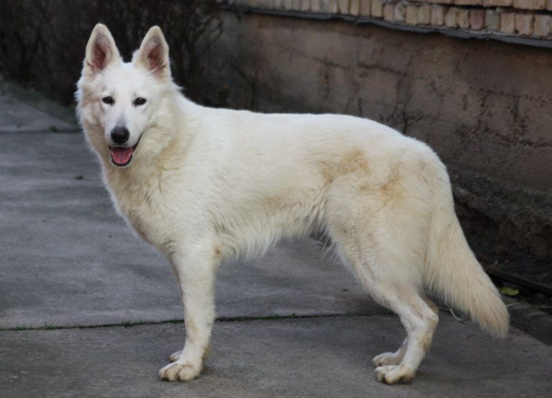 Olivera Sivacki Biser | White Swiss Shepherd Dog 