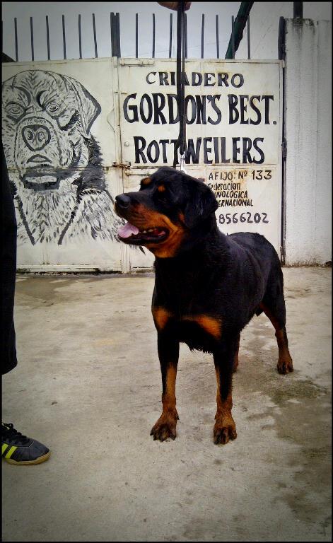 GORDON'S BEST AVAGH CLZA | Rottweiler 