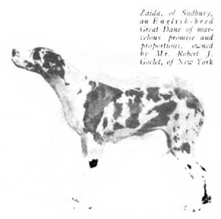 Zaida of Sudbury | Great Dane 