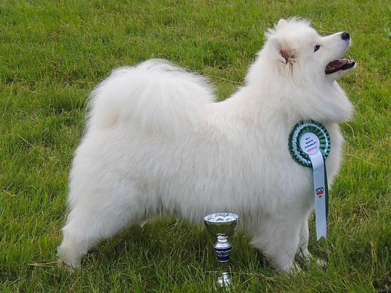 Oona`s Heart Zoja | Samoyed 