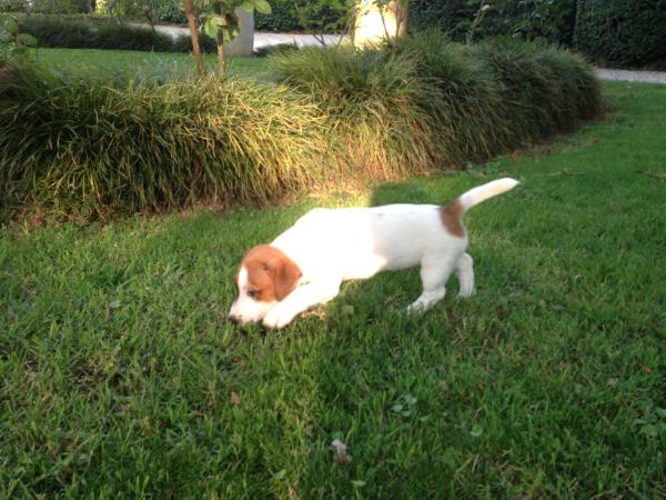 Hugo Boss® di Villa Bosi | Jack Russell Terrier 