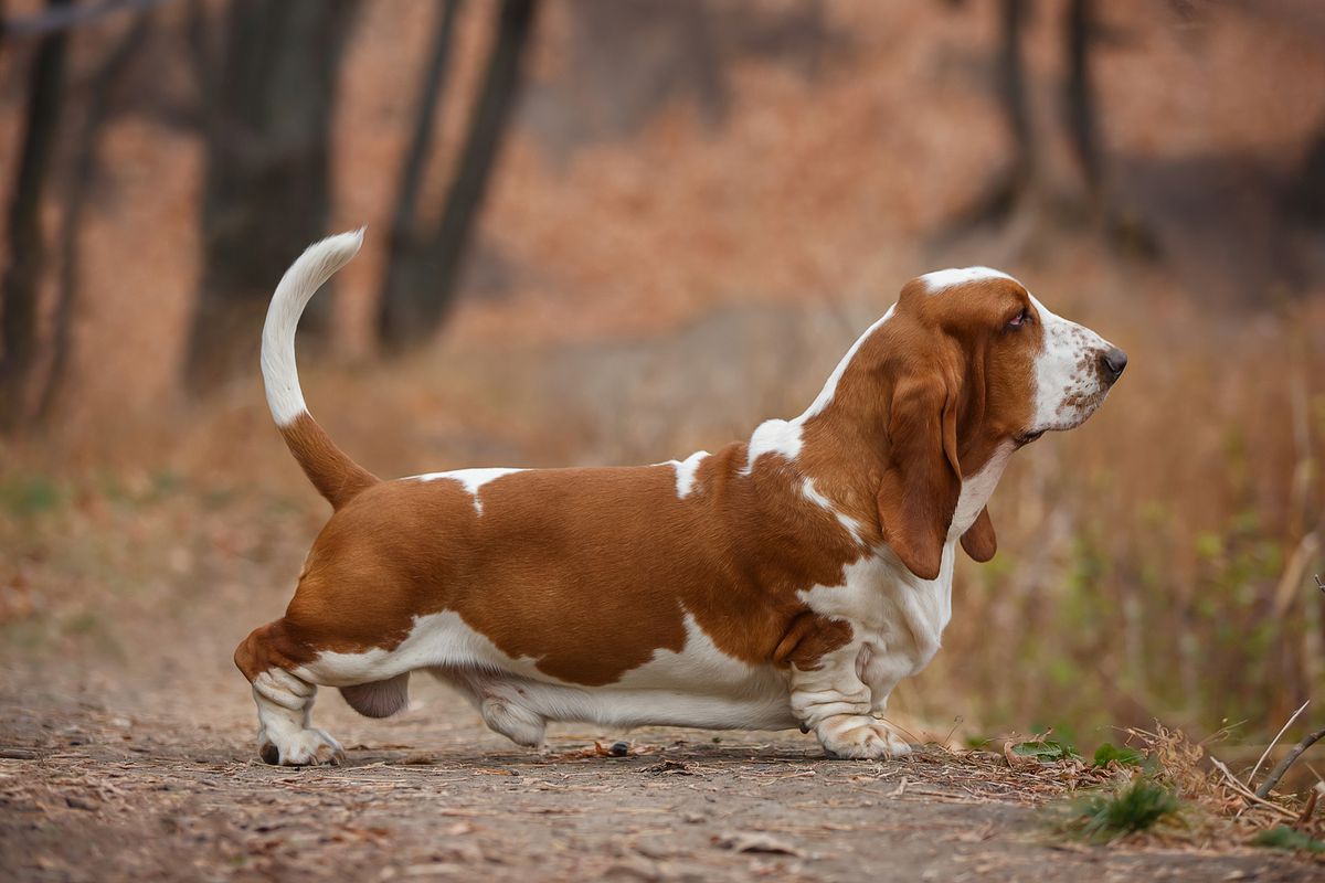 Forever Long Ears Super Power | Basset Hound 