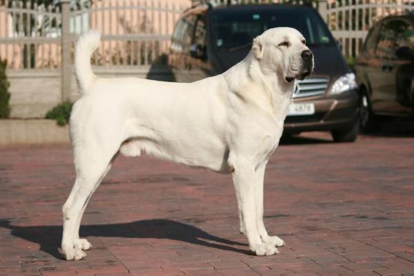 Romanovs Alabai Nazir | Central Asian Shepherd Dog 