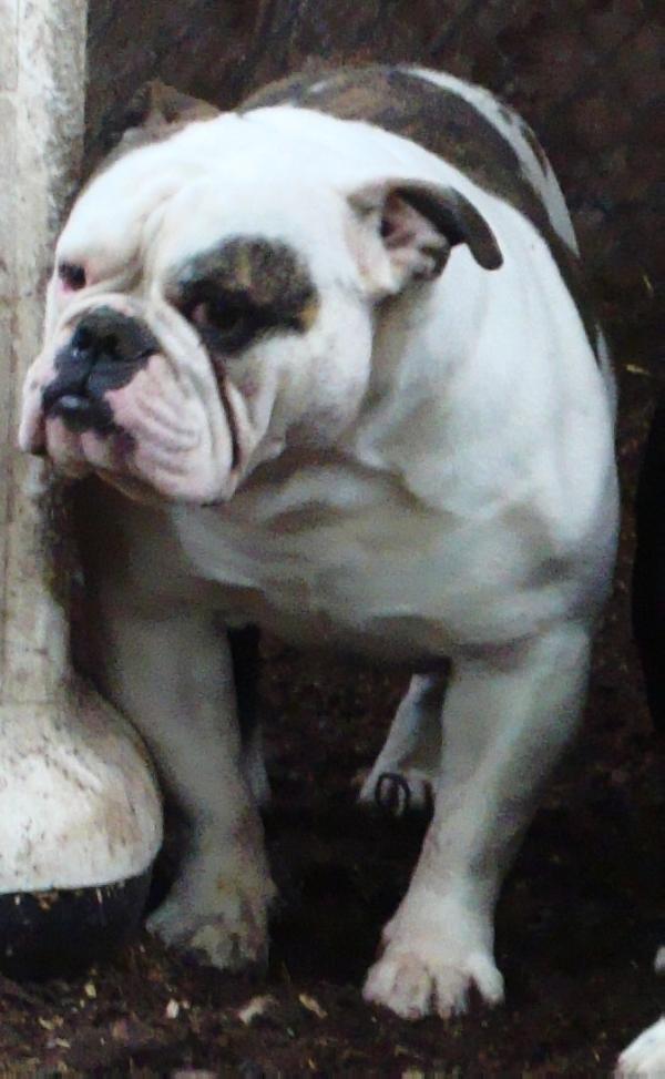 Alubull'S King 6 Aka Kreacher | Olde English Bulldogge 