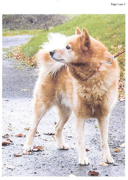 Tihun PEPI of Valokki | Finnish Spitz 