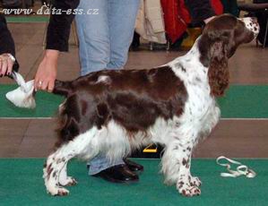 BARECHO RARE DIAMOND | English Springer Spaniel 