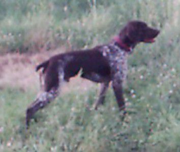 HALL'S TIMBERVIEW SNIFFER | German Shorthaired Pointer 