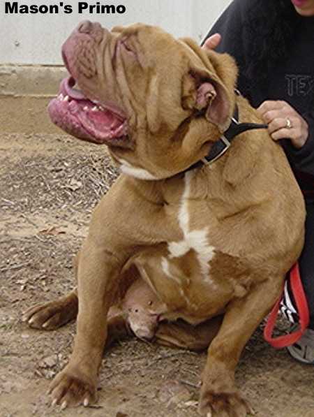 Masons Primo | Olde English Bulldogge 