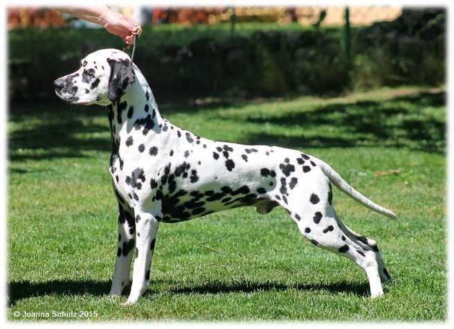 Dalspots Coach Master | Dalmatian 