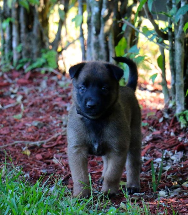 Atom Bomb Troy vom Achaval | Belgian Malinois 