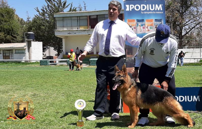 Bella Von Der Guttseng | German Shepherd Dog 