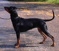 Lilla Enebys QUIZ | German Pinscher 