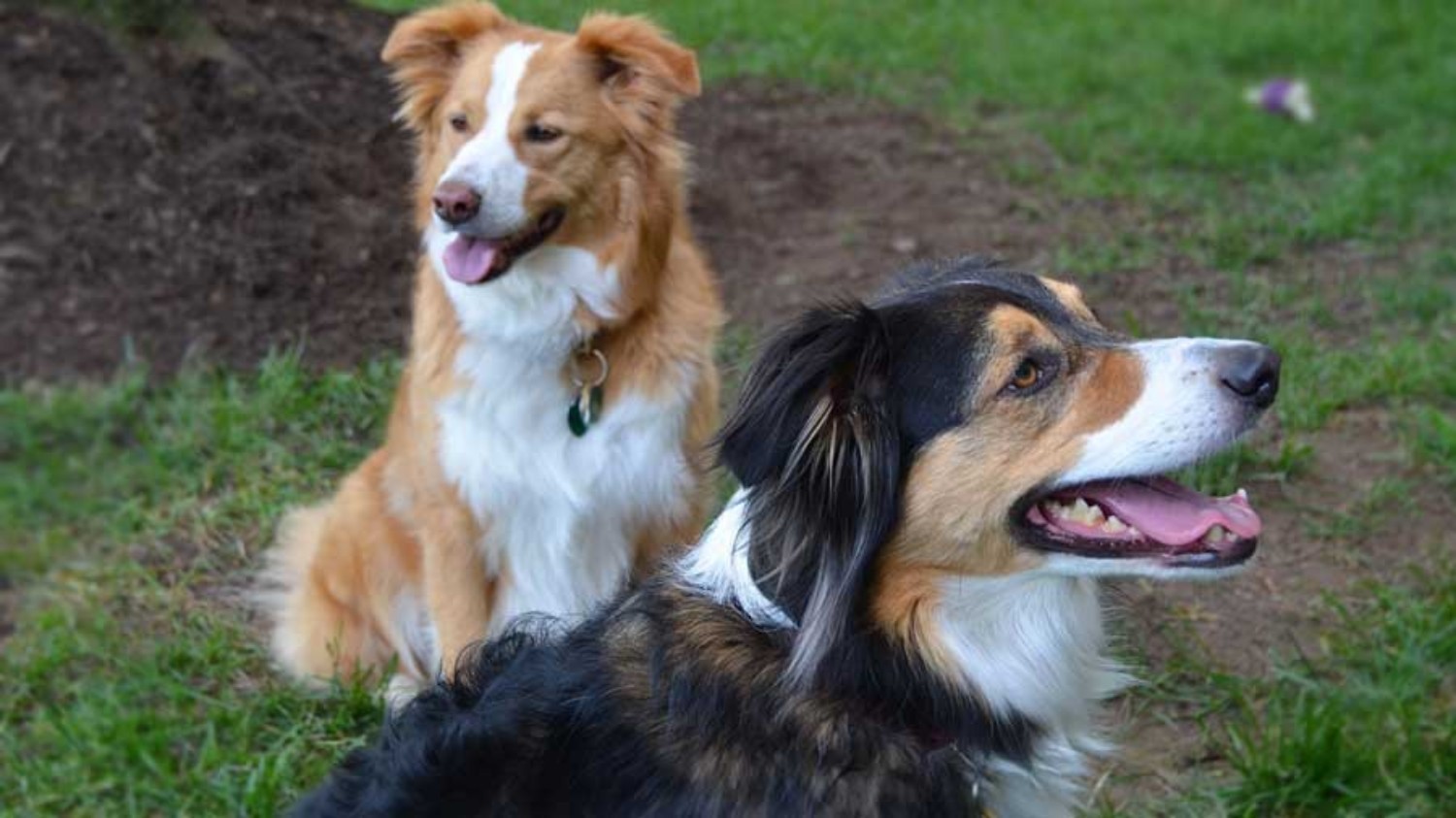 English Shepherd