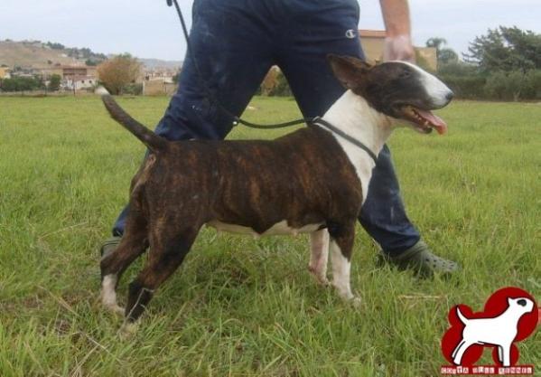 fionna de teutates | Bull Terrier 