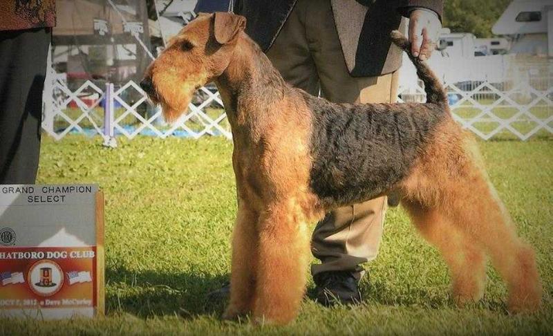 Bleu By You | Airedale Terrier 