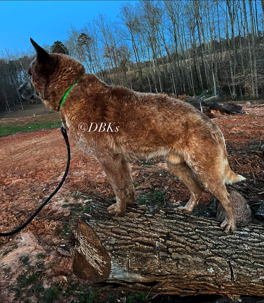 DBK’s OL’ Red | Australian Cattle Dog 