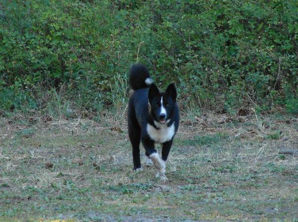 Grawpaws Lahja | Karelian Bear Dog 