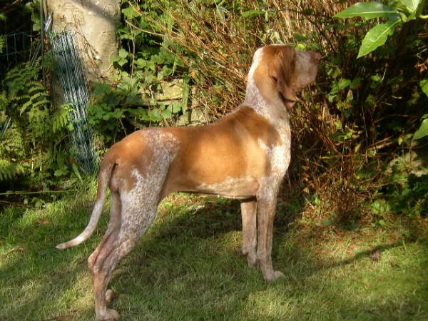 Gunstrux Gabriella | Bracco Italiano 