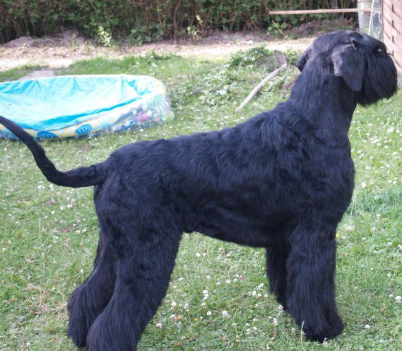 Irra Nergal | Giant Schnauzer 