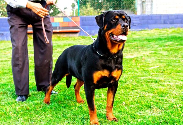 Rola Castillo's Rottweilers | Rottweiler 