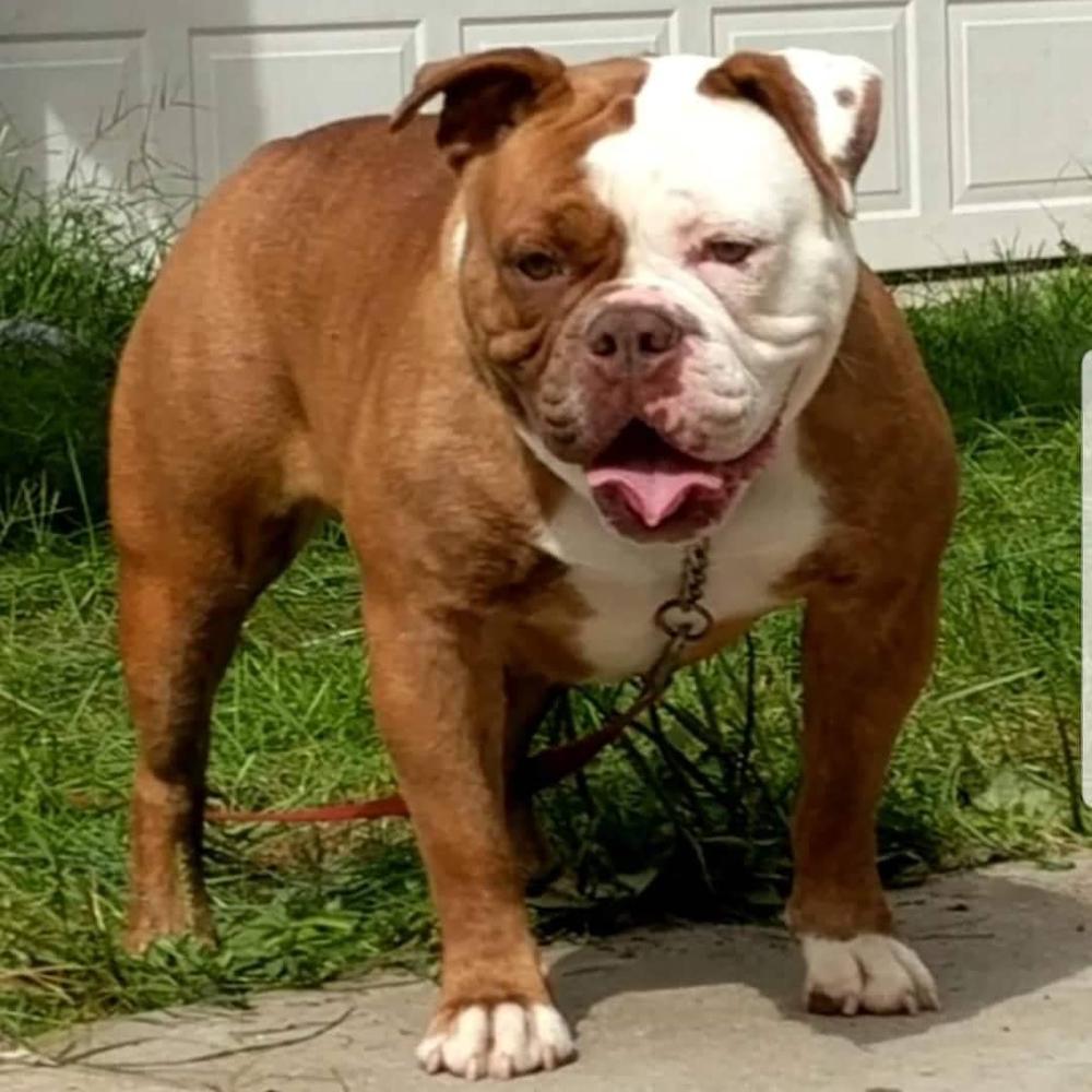 D-Days Scarlet Witch | Olde English Bulldogge 