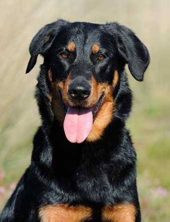 Dianthe de la Noe d'Orient | Beauceron 