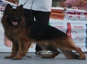 Odin v. Lurebi | German Shepherd Dog 